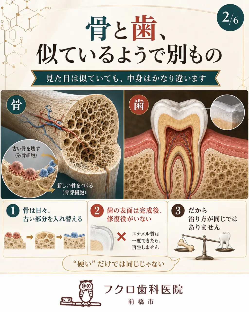 「骨は折れても治るのに、虫歯はなぜ元に戻らないの？」