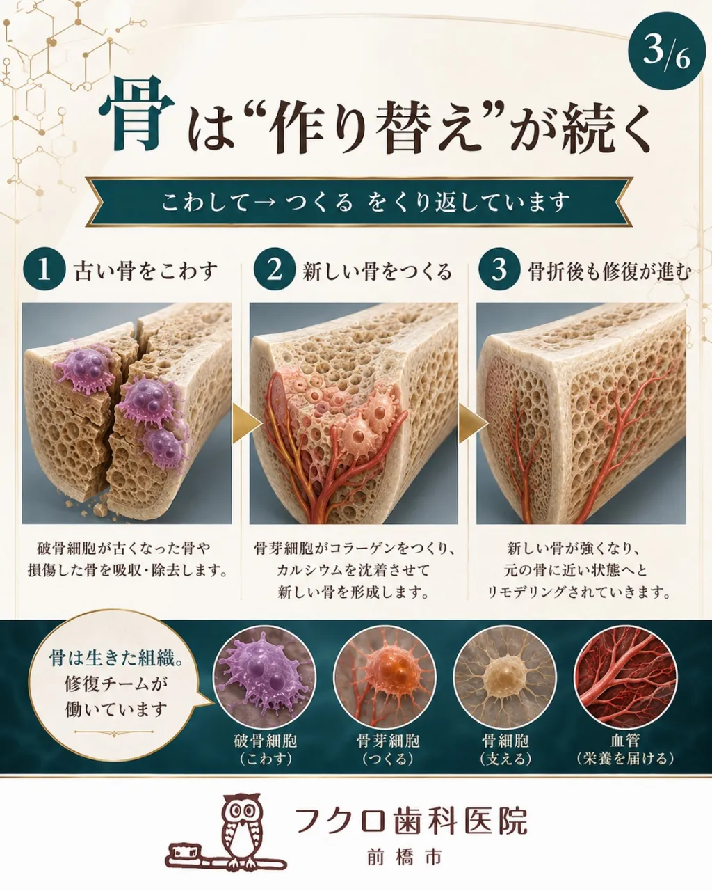 「骨は折れても治るのに、虫歯はなぜ元に戻らないの？」